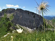 62 Pulsatilla alpina 'spettinata' per lo Zucco Barbesino